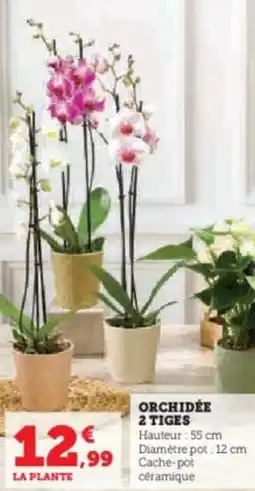 Super U Orchidée 2 tiges offre