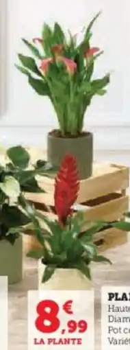 Super U Plante fleurie offre