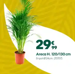 Truffaut Areca H. 120/130 cm offre