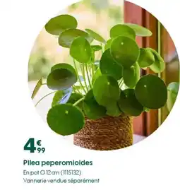Truffaut Pilea peperomioides offre