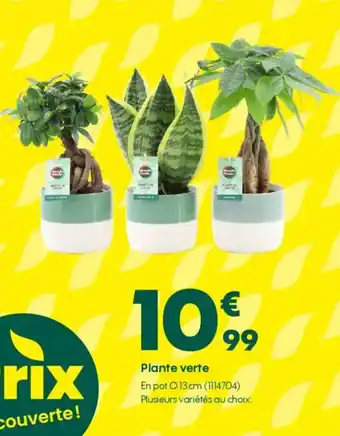 Truffaut Plante verte offre