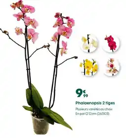 Truffaut Phalaenopsis 2 tiges offre