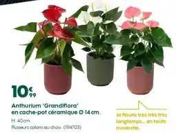 Truffaut Anthurium 'Grandiflora' en cache-pot céramique Ø 14 cm. H. 40cm offre