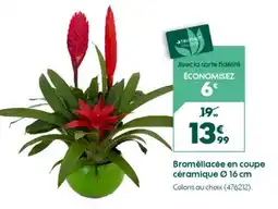 Truffaut Broméliacée en coupe céramique Ø 16 cm offre