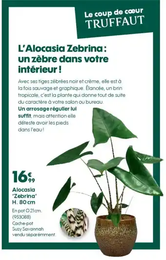Truffaut Alocasia 'Zebrina' H. 80 cm offre