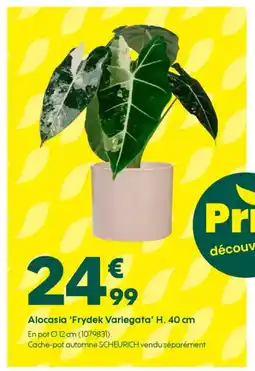 Truffaut Alocasia 'Frydek Variegata' H. 40 cm offre