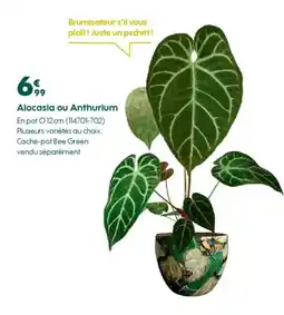 Truffaut Alocasia ou Anthurium offre