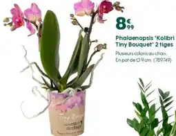 Truffaut Phalaenopsis 'Kolibri Tiny Bouquet' 2 tiges offre