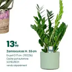 Truffaut Zamioculcas H. 55 cm offre