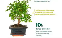 Truffaut Bonsaï d'intérieur offre