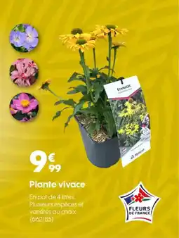 Truffaut Plante vivace offre
