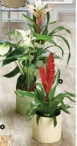 Hyper U Plante fleurie offre
