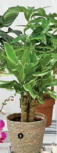 Hyper U Plantes vertes offre