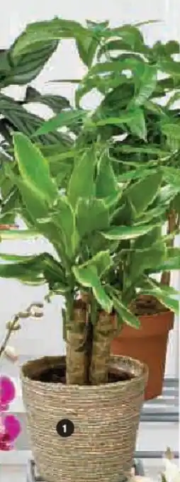 Hyper U Plantes vertes offre