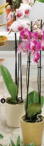 Hyper U Orchidée 2 tiges offre