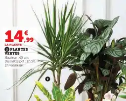 Hyper U Plantes vertes offre
