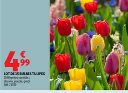 Auchan Lot de 15 bulbes tulipes offre