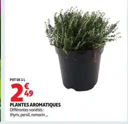 Auchan Plantes aromatiques offre