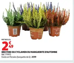 Auchan Bruyere ou cyclamen ou marguerite d'automne offre