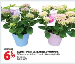 Auchan Assortiment de plantes d'automne offre
