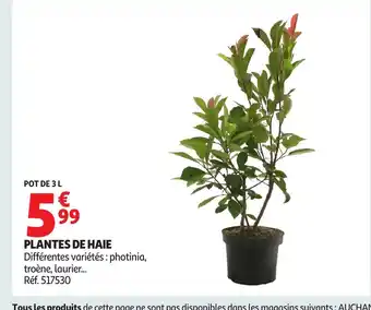 Auchan Plantes de haie offre