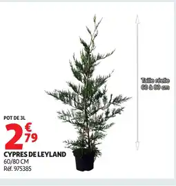 Auchan Cypres de leyland offre