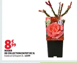 Auchan Rosier de collection en pot offre