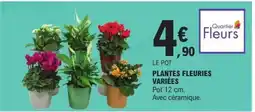 E.Leclerc PLANTES FLEURIES VARIÉES offre