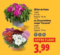 Lidl Œillet de Poête ou Chrysanthème coupe "Carnaval" offre