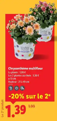 Lidl Chrysanthème multifleur offre