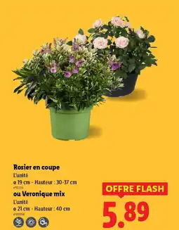 Lidl Rosier en coupe offre