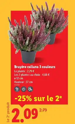 Lidl Bruyère calluna 3 couleurs offre