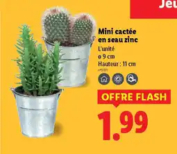 Lidl Mini cactée en seau zinc offre