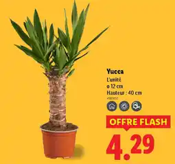 Lidl Yucca offre