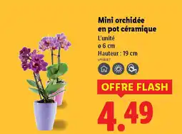 Lidl Mini orchidée en pot céramique offre
