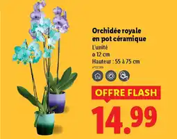 Lidl Orchidée royale en pot céramique offre