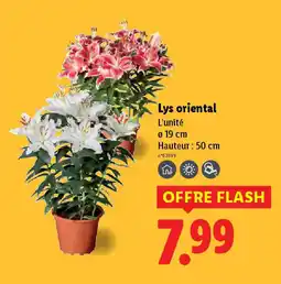 Lidl Lys oriental offre