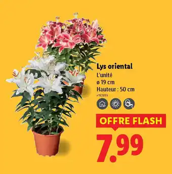 Lidl Lys oriental offre