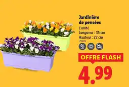 Lidl Jardinière de pensées offre