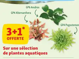 Maxi Zoo 3+1 offerte sur une sélection de plantes aquatiques offre