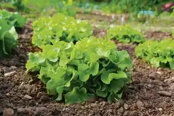 Gamm vert Salade offre