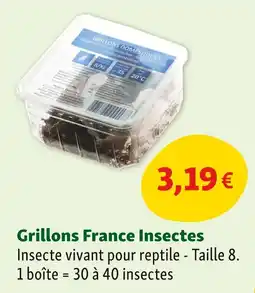 Maxi Zoo Grillons France Insectes offre