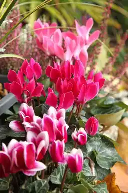 Gamm vert Mini cyclamen Summer Mix offre
