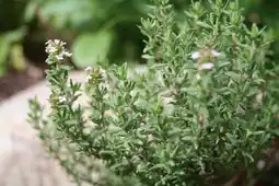 Gamm vert INVIVO Nous on sème Aromatiques INVIVO Nous on sème offre
