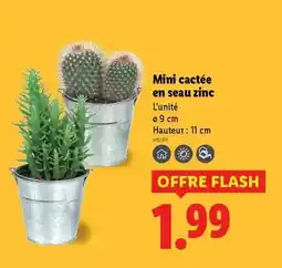 Lidl Mini cactée en seau zinc offre