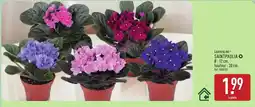 ALDI GARDENLINE Saintpaulia offre