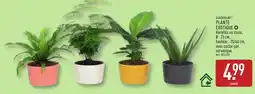 ALDI GARDENLINE Plante exotique offre