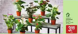 ALDI GARDENLINE Anthurium offre