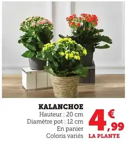Bi1 Kalanchoe offre