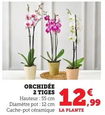 Bi1 Orchidée 2 tiges offre